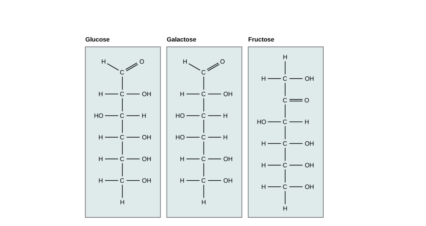 Monosaccharides Carbohydrates: Definition, Structure, Classification, and Functions