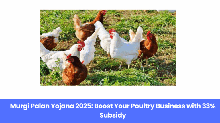Murgi Palan Yojana 2025: Government Loan Up to ₹9 Lakh with 33% Subsidy