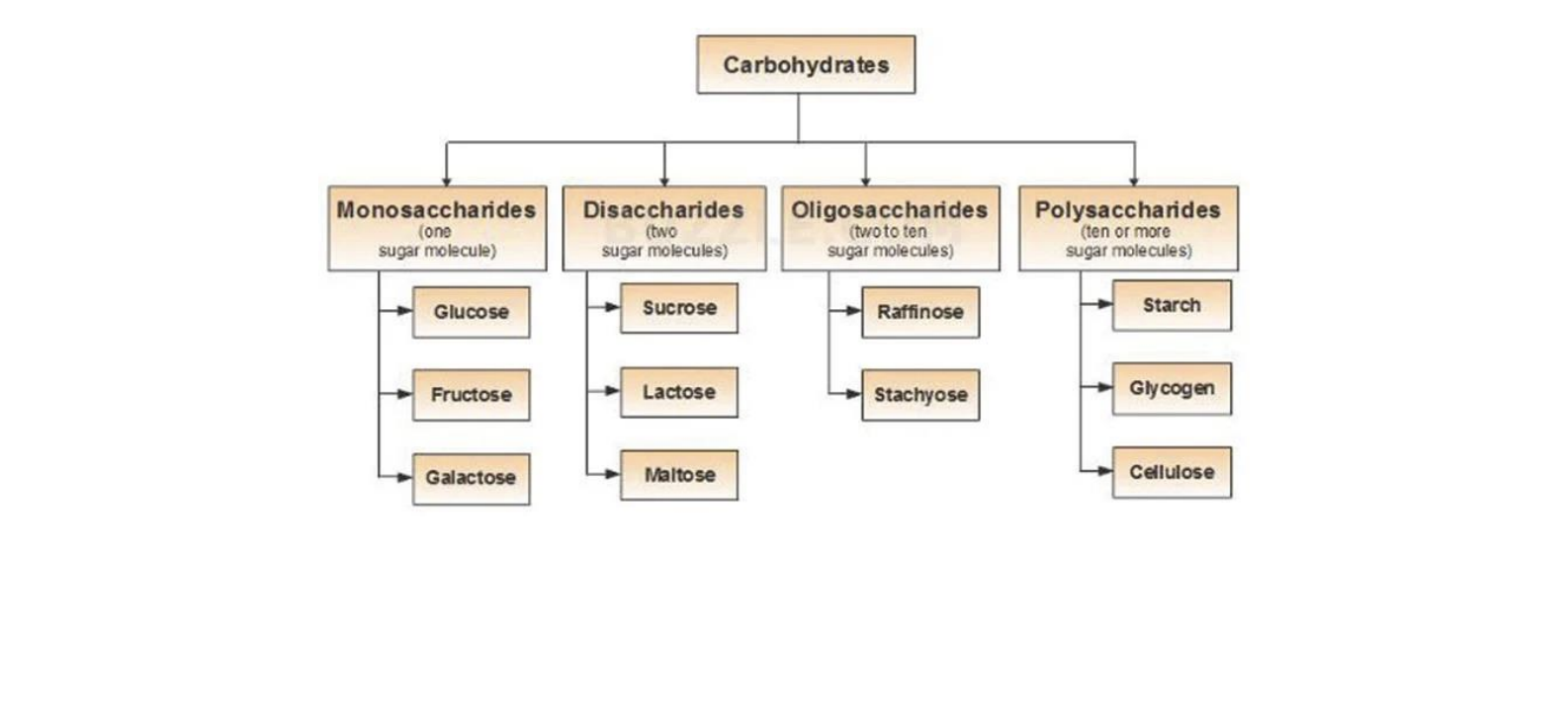 Classification of Carbohydrates Structure, Classification, and Functions of Carbohydrates Explained in Simple Words